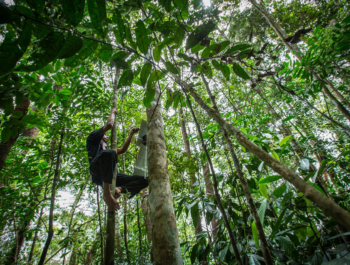 Man climbing a very tall tree in the rainforest canopy