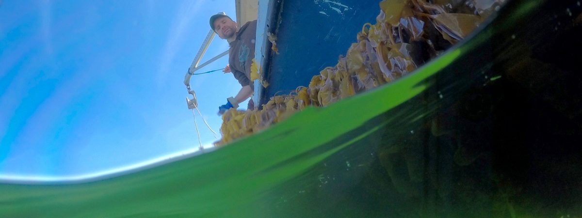 View from the ocean water up to a boat with kelp fields waving in the green water