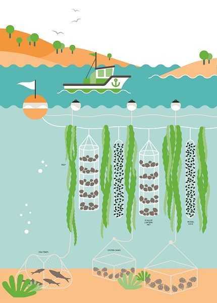 Infographic detailing GreenWave's 3D Ocean Farming systems