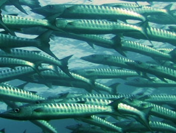 Gray and silver school of fish underwater