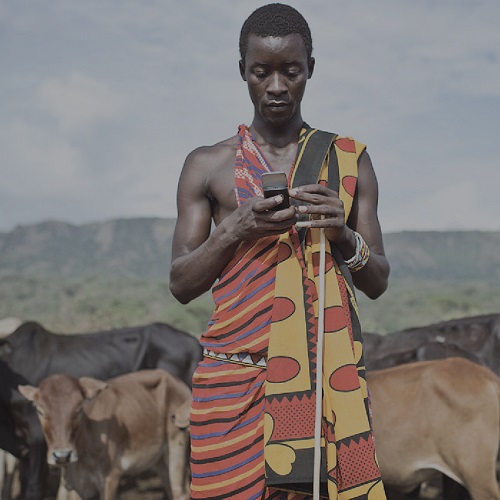 An African farmer checks his mobile device while cows stand in the background