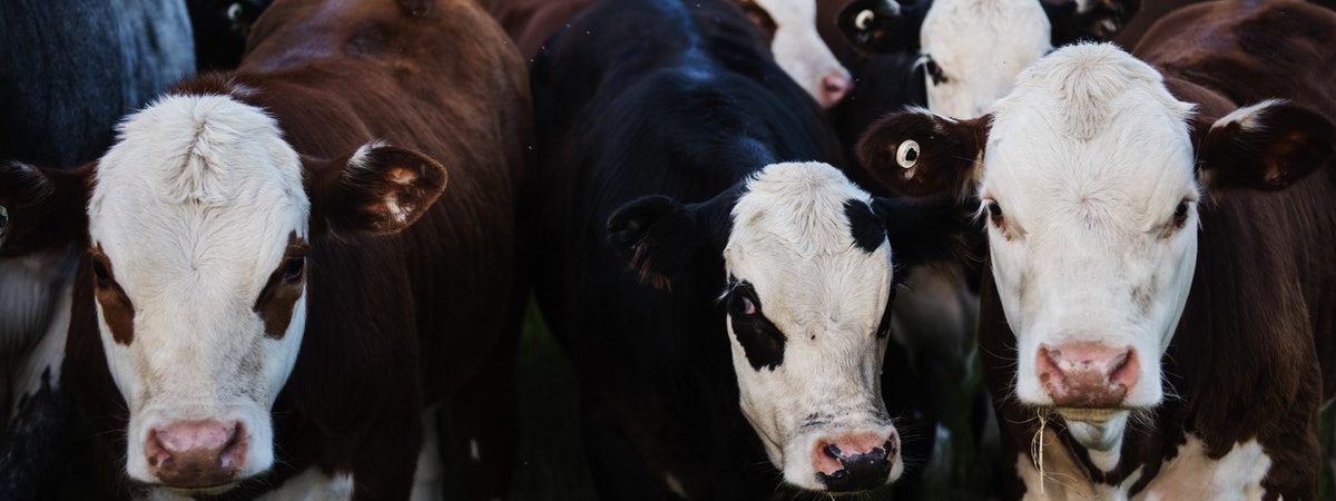 Small brown and black cows gather