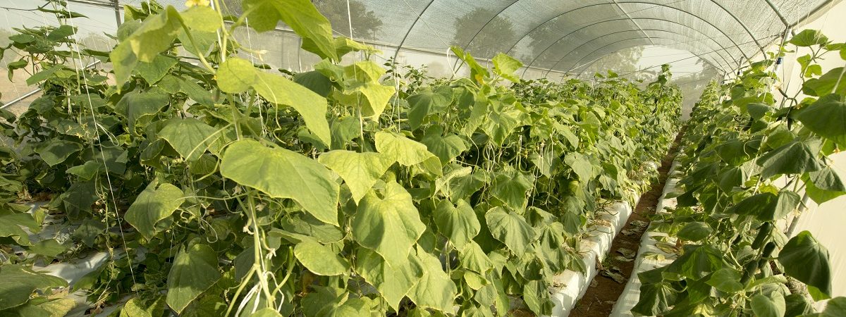 Rows of green plants grow tall inside a Kheyti greenhouse
