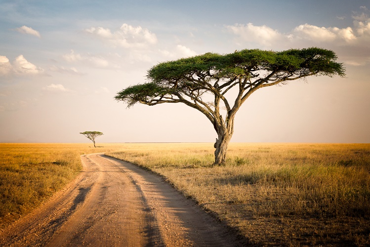 Image of two trees in a field.